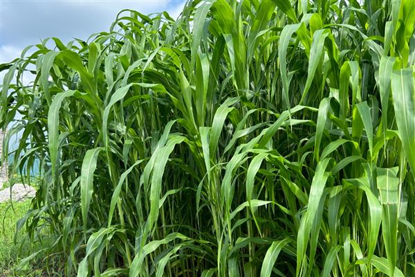 为什么甜高粱很少有人种,因为它只针对于养殖业