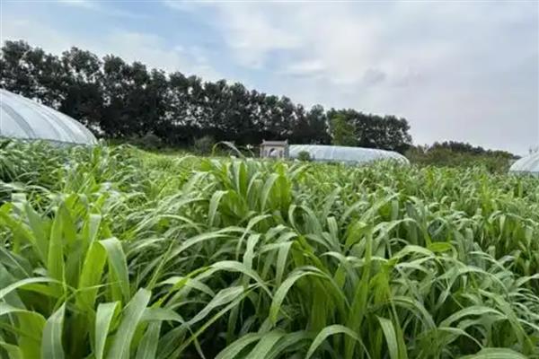 为什么甜高粱很少有人种,因为它只针对于养殖业