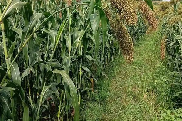 为什么甜高粱很少有人种,因为它只针对于养殖业