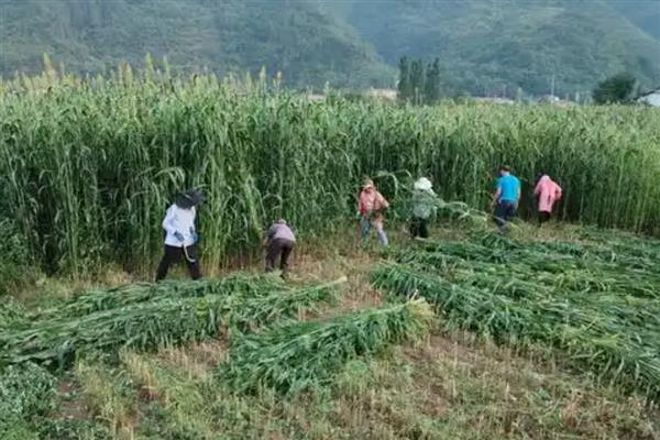 为什么甜高粱很少有人种,因为它只针对于养殖业