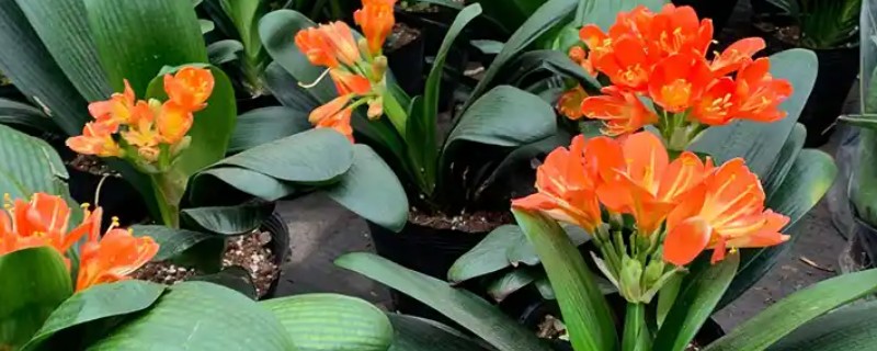 君子兰的移植栽培方法，移栽后一定要浇灌一次定根水