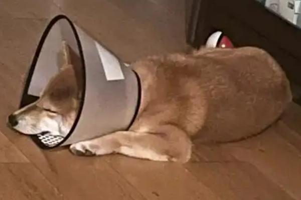 狗狗一直舔生殖器的原因，常见以下4个因素