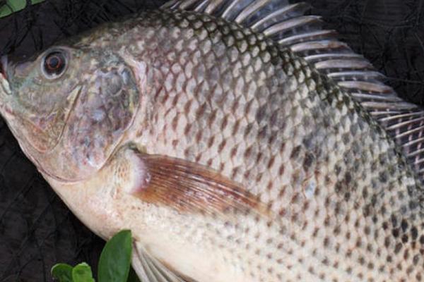 罗非鱼的养殖周期是多久,养殖周期为4-6个月
