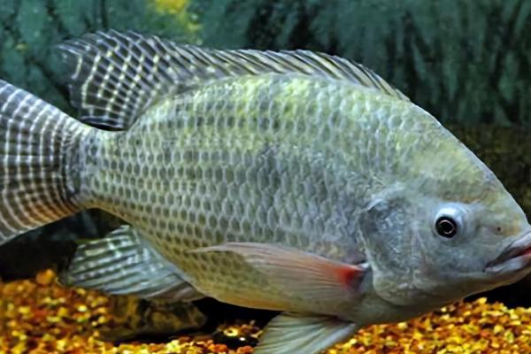 罗非鱼的养殖周期是多久,养殖周期为4-6个月