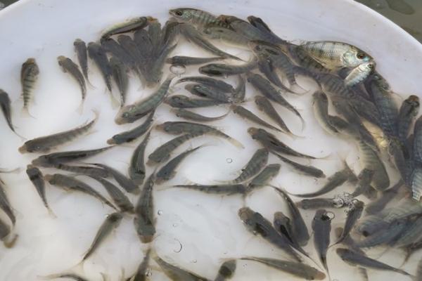 罗非鱼的养殖周期是多久,养殖周期为4-6个月