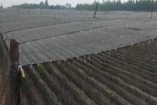 生姜盖遮阳网的时间,在6-9月份为佳