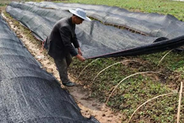 生姜盖遮阳网的时间,在6-9月份为佳