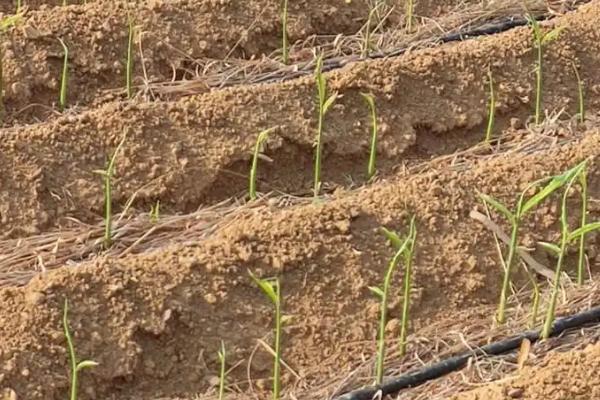 生姜盖遮阳网的时间,在6-9月份为佳