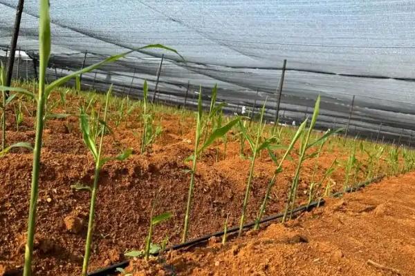 生姜盖遮阳网的时间,在6-9月份为佳