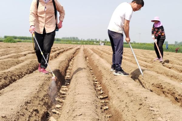 生姜盖遮阳网的时间,在6-9月份为佳