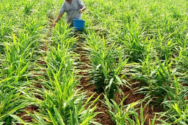 生姜盖遮阳网的时间,在6-9月份为佳