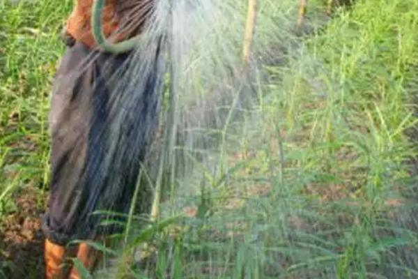 生姜盖遮阳网的时间,在6-9月份为佳