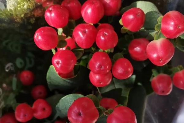 火龙珠有什么寓意,代表相思、红红火火