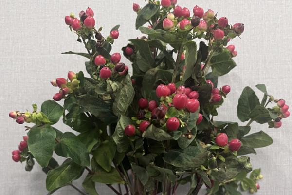 火龙珠有什么寓意,代表相思、红红火火