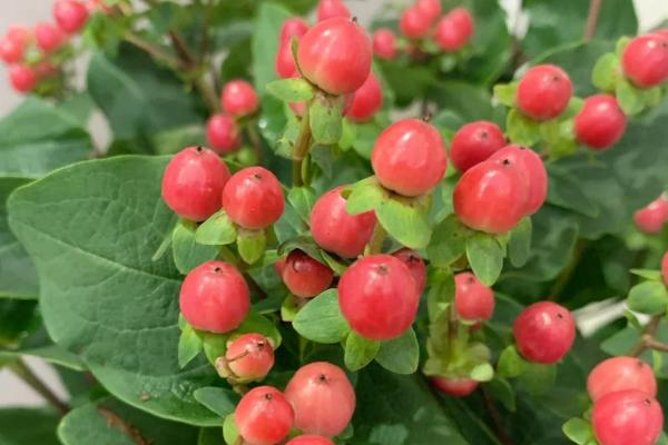 火龙珠有什么寓意,代表相思、红红火火