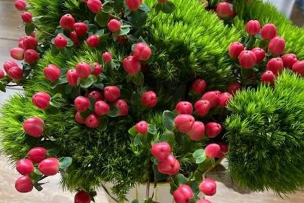 火龙珠有什么寓意,代表相思、红红火火