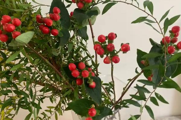 火龙珠有什么寓意,代表相思、红红火火