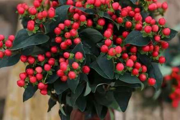 火龙珠有什么寓意,代表相思、红红火火