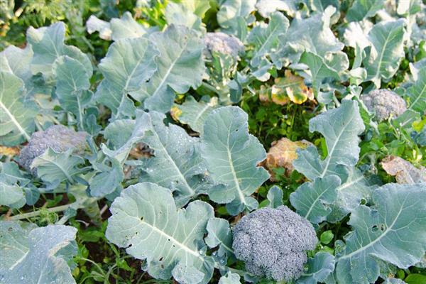 西兰花何时可以露天种植，春秋季节在晴天种植可提高成活率