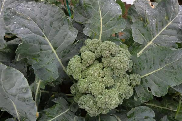 西兰花何时可以露天种植，春秋季节在晴天种植可提高成活率