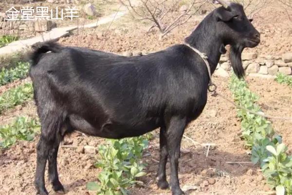 黑山羊有什么品种,浏阳黑山羊、金堂黑山羊等品种很常见