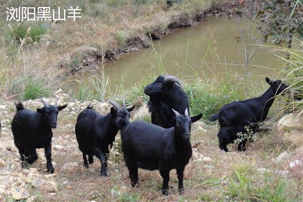 黑山羊有什么品种,浏阳黑山羊、金堂黑山羊等品种很常见