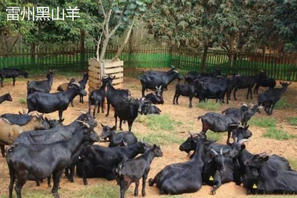 黑山羊有什么品种,浏阳黑山羊、金堂黑山羊等品种很常见