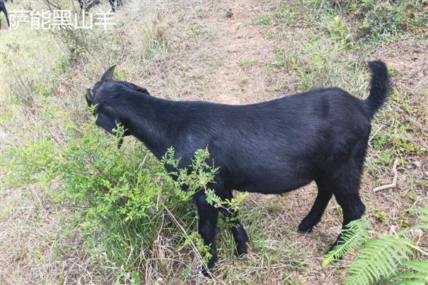 黑山羊有什么品种,浏阳黑山羊、金堂黑山羊等品种很常见