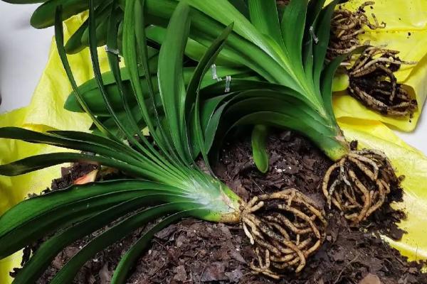 君子兰的移植栽培方法，移栽后一定要浇灌一次定根水