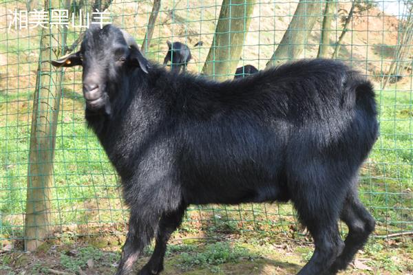 黑山羊有什么品种,浏阳黑山羊、金堂黑山羊等品种很常见