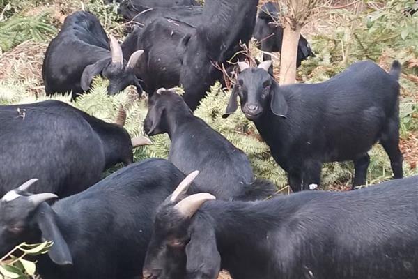 黑山羊有什么品种,浏阳黑山羊、金堂黑山羊等品种很常见