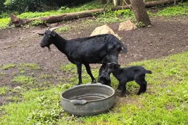 黑山羊有什么品种,浏阳黑山羊、金堂黑山羊等品种很常见