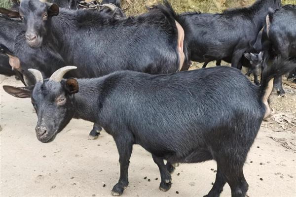 黑山羊有什么品种,浏阳黑山羊、金堂黑山羊等品种很常见