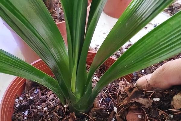 君子兰的移植栽培方法，移栽后一定要浇灌一次定根水