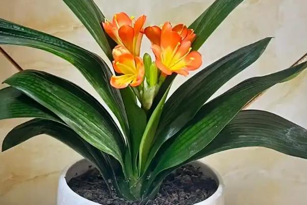 君子兰的移植栽培方法，移栽后一定要浇灌一次定根水