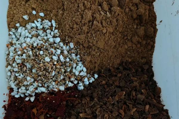 水梅花怎么养殖，每隔3个月追肥一次