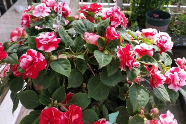 水梅花怎么养殖，每隔3个月追肥一次