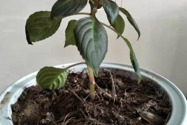 水梅花怎么养殖，每隔3个月追肥一次