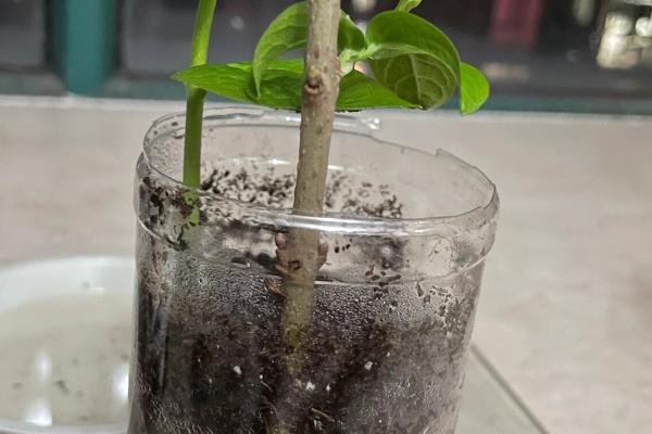 水梅花怎么养殖，每隔3个月追肥一次