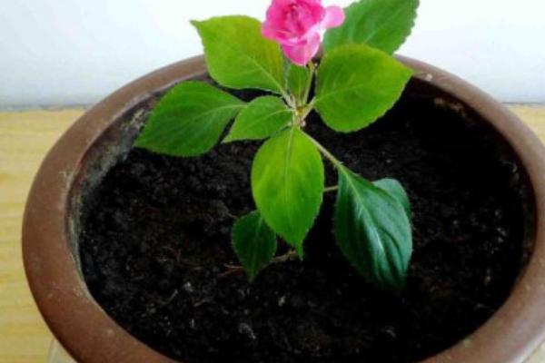 水梅花怎么养殖，每隔3个月追肥一次