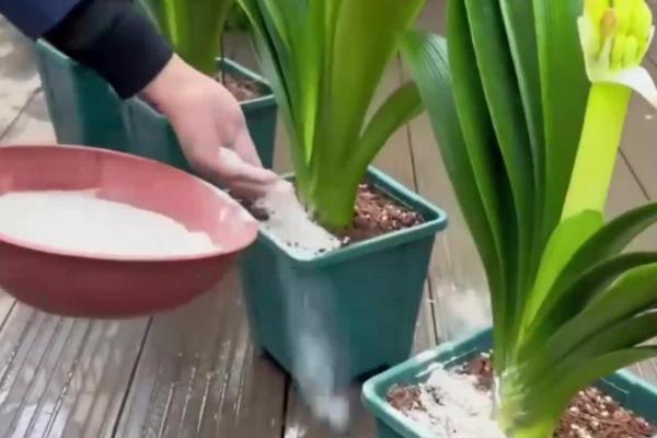 君子兰的移植栽培方法，移栽后一定要浇灌一次定根水