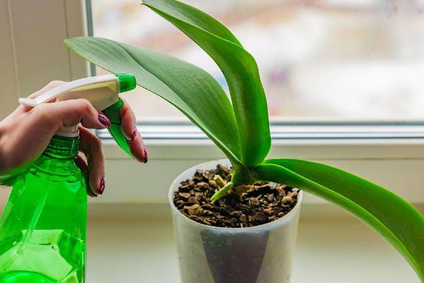 君子兰的移植栽培方法，移栽后一定要浇灌一次定根水