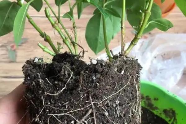 飘香藤在几月换盆，3-5月份换盆为佳