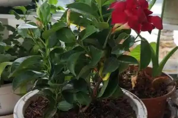 飘香藤在几月换盆，3-5月份换盆为佳