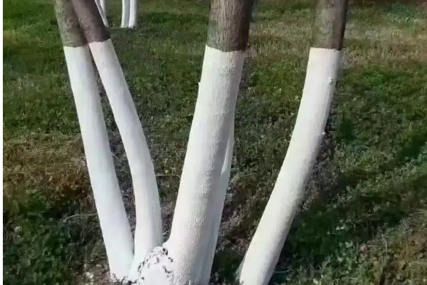 北方地栽蓝花楹的注意事项，11月中旬做好保暖措施