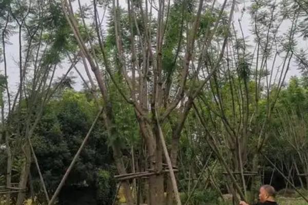 北方地栽蓝花楹的注意事项，11月中旬做好保暖措施