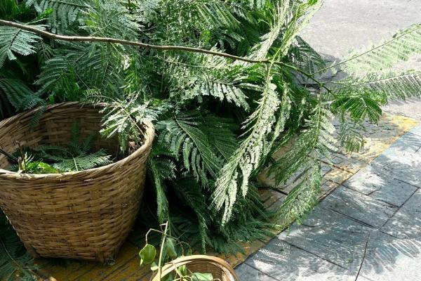 北方地栽蓝花楹的注意事项，11月中旬做好保暖措施
