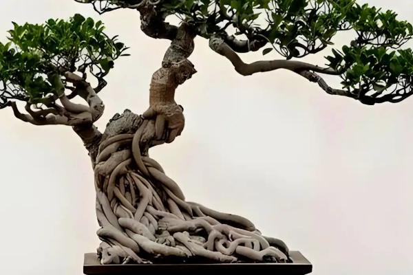 榕树叶子发黑如何解决，缺少阳光时需将它放在采光良好的位置