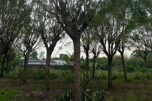 北方地栽蓝花楹的注意事项，11月中旬做好保暖措施