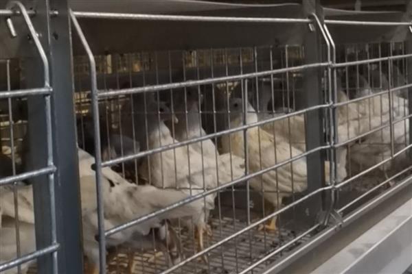 怎么搭建鸡笼，选择地势平坦且排水性良好的地方